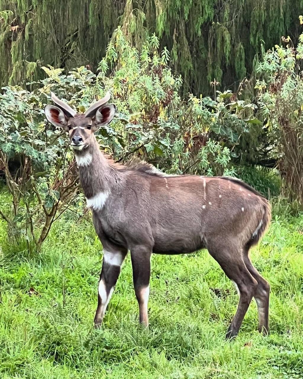3-Day Bale Mountains National Park Tour