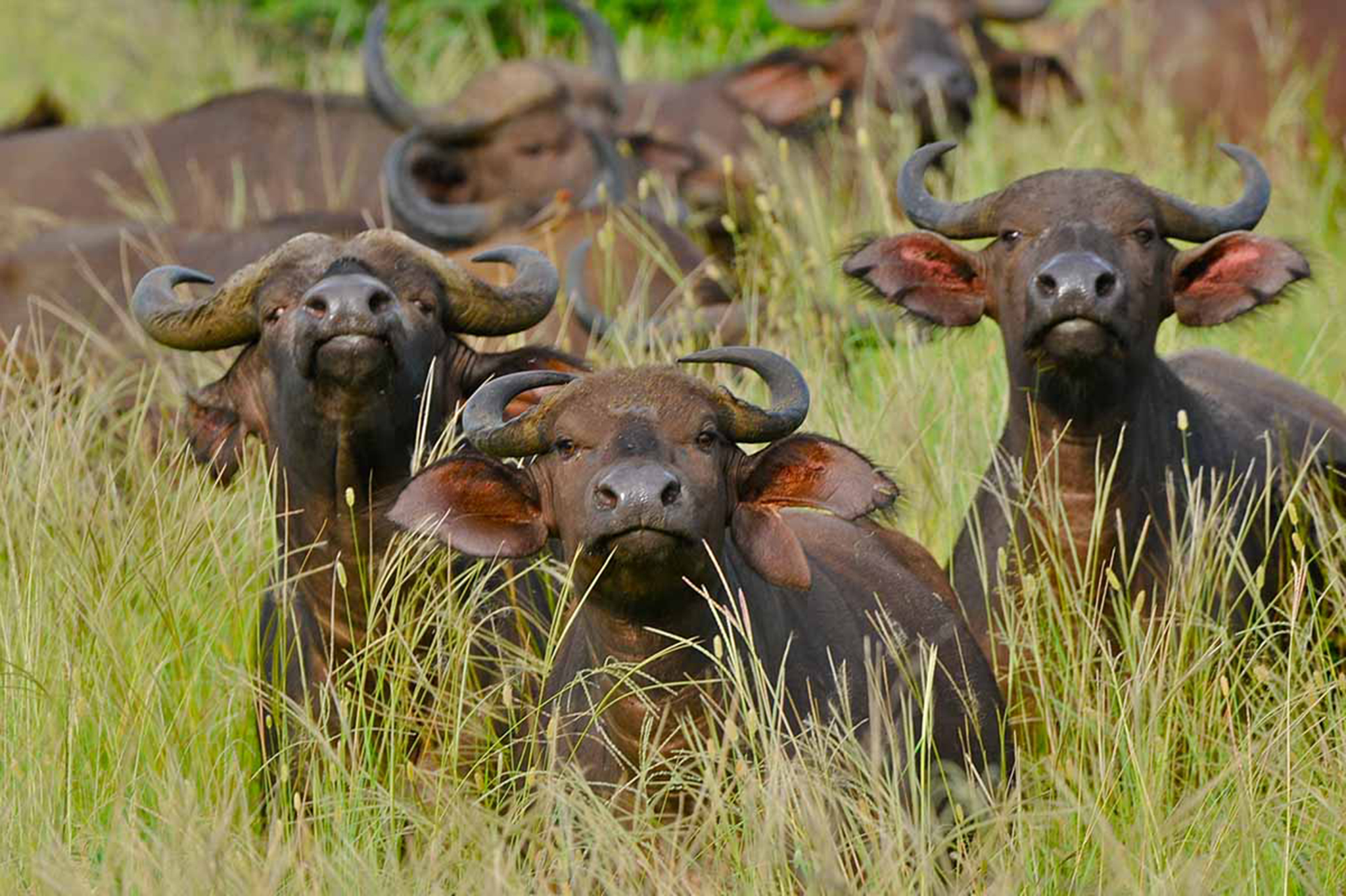 The Omo National Park